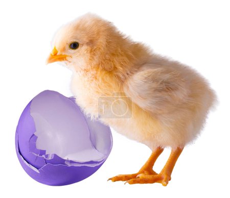 Huevo purpole brillante que se rompe junto a una gallina amarilla aislada en un plano de estudio.