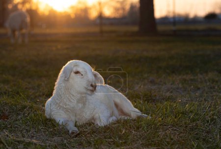 Mit tief stehender Sonne am Horizont beleuchtet es ein weißes Katahdin-Schaf, das auf einer Koppel liegt, die von einer Rotationsweidefarm in der Nähe von Raeford North Carolina genutzt wird..