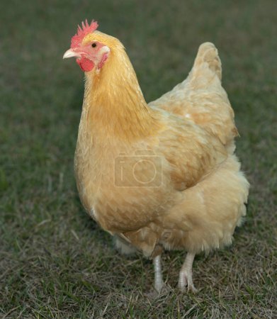Buff Orpington chicken hen that free ranges on an organic farm's green and grassy pastures near Raeford in North Carolina.