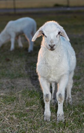 Weiße Katahdin-Schafe blicken direkt in die Kamera, während sie auf einer Koppel stehen, die von einem rotierenden Weidebetrieb in der Nähe von Raeford in North Carolina genutzt wird..