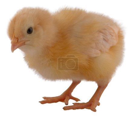 Buff colored chicken chick looking in the camera like it is mad.