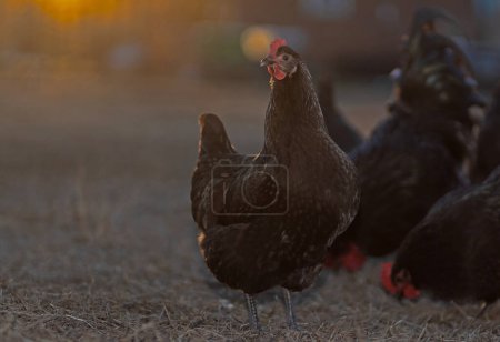 Freilaufende Australorp-Hühner auf der Suche nach ihrem letzten Futter des Tages, während die Sonne hinter ihnen untergeht.