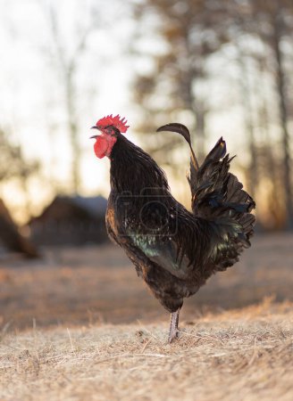 Männliches Australorp-Huhn, das frei herumläuft, wenn die Sonne am Horizont tief steht und es Zeit ist aufzustehen.