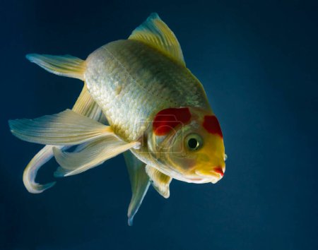 Colorful oranda fish with white and gold color swimming in an aquarium with a dark blue background taken in a studio shot.