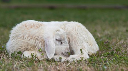 Das weiße Katahdin-Lamm mit braunen Anklängen schläft auf einer Rotationsweide auf einem Biobauernhof in der Nähe von Raeford in North Carolina.