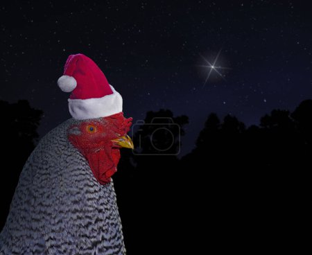 Schwarz-weißer Hühnerhahn mit Weihnachtsmütze und dem Weihnachtsstern am Nachthimmel dahinter
