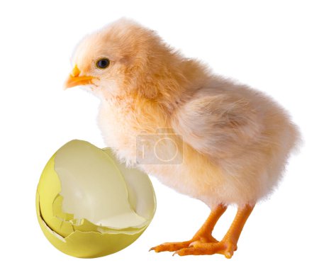 Bright buff Orpington chicken chick next to a broken yellow egg isolated in a studio shot.