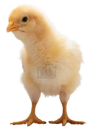 Bright yellow buff Orpington chicken chick studying something closely while isolated in a studio shot.