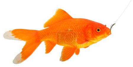 Large gold fish with a rubber worm and hook for a fishing lure that has part of it in its mouth already, having fallen for the scheme.
