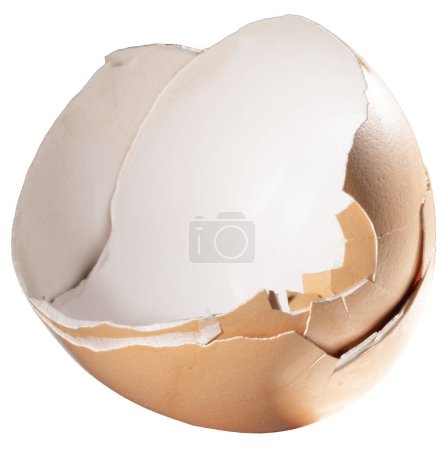 Beige colored egg shell from a free range and organic chicken broken open.