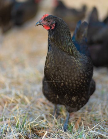 Large and shiny Austerlorp chicken hen that is walking on the pasture it free ranges every day.