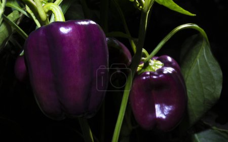 Téléchargez les photos : Poivrons violets prêts à être cueillis dans un petit jardin - en image libre de droit