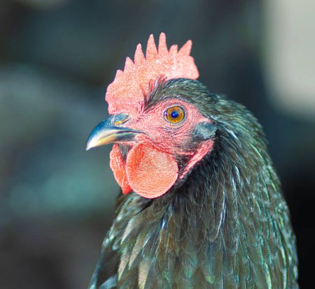 Vea de cerca un gallo de pollo Auterlorp que es parte de una granja de campo libre en Carolina del Norte rural.