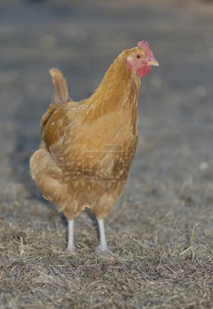Pâturage herbeux en hiver avec une poule de poulet Orpington buff qui se nourrit librement d'une exploitation agricole biologique en Caroline du Nord.