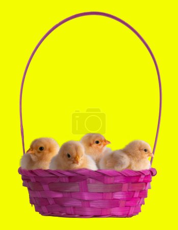 Pink Easter basket filled with yellow and gold buff Orpington chicken chicks that are young with a yellow background and lots of copy space.