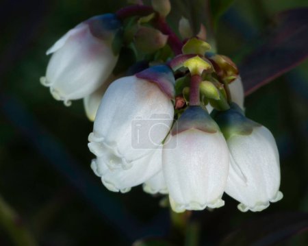 Macro shot of blueberry flowers just opening in the early spring near Raeford North Carolina.