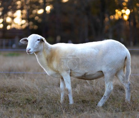 oveja Katahdin blanca crecida oveja en una pastura de otoño con el sol bajo que viene a través de los árboles detrás.