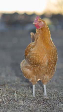 Poule de poulet Orpington en liberté dans un pâturage en wintr en Caroline du Nord alors que le soleil descend derrière.