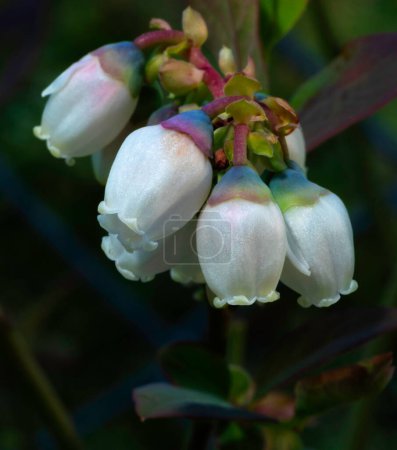 Early spring blueberry flowers on a bush growing near Raeford NC.