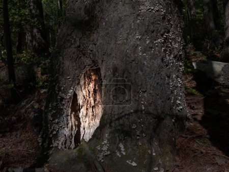 Large tree in North Carolina with a huge hole and eery light glowing from inside at dusk.