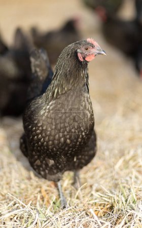 poule de poulet austerlorp sur un champ herbeux en hiver sur une ferme de Caroline du Nord qui libère les oiseaux.