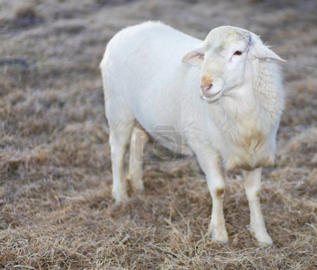 Weiße Schafe auf einer braunen Winterweide in North Carolina