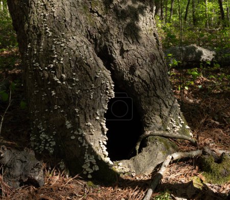 Tree that is large and alive near Jordan Lake in North Carolina with a big hole in its side used by animals for shelter.