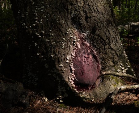 Hollow live tree near Jordan Lake in North Carolina that has red light glowing from inside and looking scary.