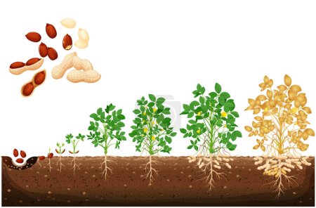 Ilustración de Plantas de cultivo de cacahuete ilustración vectorial en diseño plano. El ciclo del crecimiento de la planta del cacahuete. Etapas de crecimiento del cacahuete, línea de tiempo vector de cacahuete. Línea de tiempo de grano, plántulas y plantas grandes. - Imagen libre de derechos