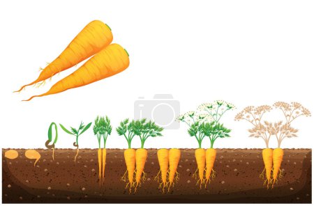 Téléchargez les photos : Stades de croissance des carottes, Le processus de croissance de la carotte à partir des graines, germe à la racine pivotante mature, carottes orange cycle de vie de la botanique des légumes racines du robinet. Culture et développement de la récolte - en image libre de droit