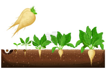 Illustration for Sugar beet growth stages infographic. Development and productivity of sugar beet. The growth process of sugar beet from seeds, and sprouts to mature plant with ripe fruit vector illustration - Royalty Free Image
