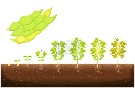Illustration for Soybean plant growth stages infographic. Soy growth stages, soybean vegetable growing. The growing process of soya beans from seeds, and sprouts to mature soybeans, the life cycle of plant vector - Royalty Free Image