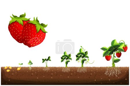 Téléchargez les photos : Le cycle de croissance d'une fraisière. Stades de croissance des fraisiers. Stades de croissance des fraisiers, depuis les graines, les semis, la floraison et la fructification jusqu'aux plants matures aux fruits rouges mûrs. - en image libre de droit