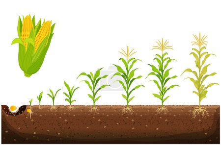 Ilustración de El ciclo de crecimiento del maíz. Maíz cultivo etapas vector ilustración en diseño plano. Proceso de plantación de la planta de maíz. Germinación de semillas, formación de raíces, brotes con hojas y etapa de cosecha - Imagen libre de derechos