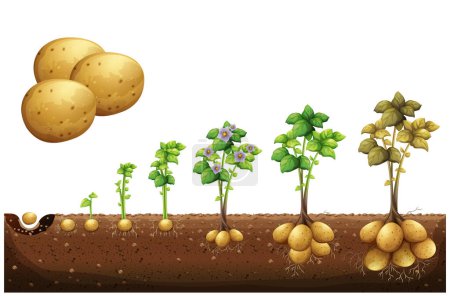 Kartoffeln pflanzen Anbauprozess vom Samen bis zum reifen Gemüse. Infografik der Kartoffelwachstumsstufen, des Pflanzprozesses und des Pflanzenlebenszyklus in flacher Ausführung. Botanischer Illustrationsvektor
