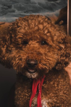 Cute dog portrait, a little dog 
