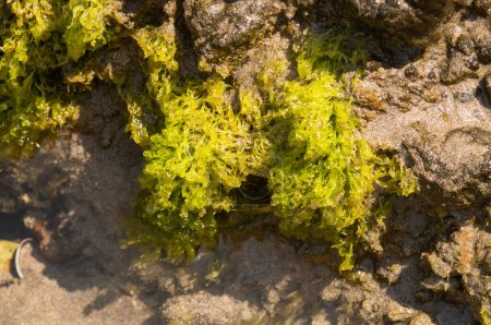 Foto de Algas verdes creciendo en una roca en la zona de surf. Macrofotografía en la costa de Cabo de Gata, Cala de los Amarillos, Almería, España. - Imagen libre de derechos