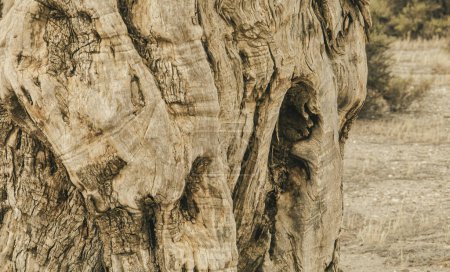 Nahaufnahme der Rinde des Stammes eines alten Olivenbaums in Spanien. Sepia-Bild der rauen Oberfläche eines uralten Baumes.