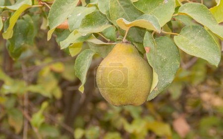Coing, Cydonia oblonga, accroché à la branche de l'arbre. Le fruit avant mûrissement est verdâtre et très poilu, devenant jaune et perdant la pilosité à mesure qu'il mûrit. Loja, Espagne.