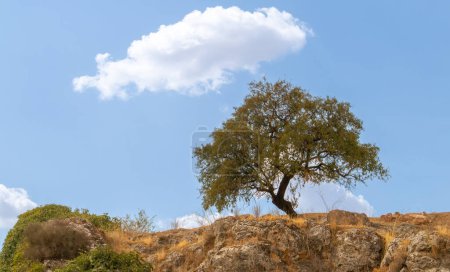 Almond tree on top of a hill with the sky in the background. The almond (Prunus dulcis) is a species of small tree from the genus Prunus, cultivated worldwide for its seed. Loja, Spain.