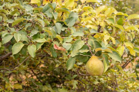 Quitte, Cydonia oblonga, hängt am Ast. Die Frucht ist vor der Reifung grünlich und sehr behaart, färbt sich gelb und verliert im Laufe der Reifung ihre Behaarung. Loja, Spanien.