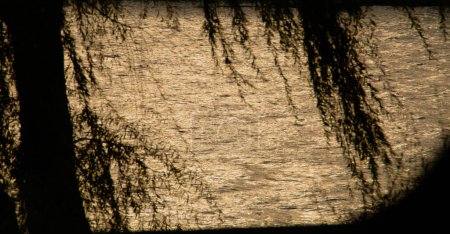 Silhouette of the branches of a weeping willow on the banks of the river. Reflection of golden light at sunset on the waters of the Guadiana River in Sanlucar de Guadiana, Huelva, Spain.