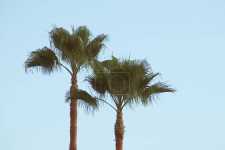 A couple of palm trees with a clear sky. Palm trees with fan-shaped leaves in Sanlucar de Guadiana, Spain.