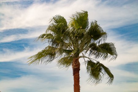 Palmera balanceándose en la brisa. Palmera con hojas en forma de abanico con un cielo de nubes sedosas en Sanlúcar de Guadiana, España.