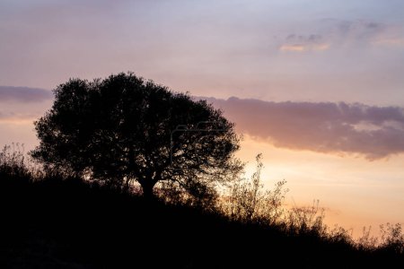 Silhouette d'un chêne vert parmi les rosiers au coucher du soleil. Silhouette de végétation sur une colline au coucher du soleil. El Granado, Andalousie, Espagne.