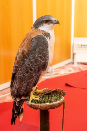 Variable hawk, Geranoaetus polyosoma, bird of prey used in falconry. VIII San Silvestre de Guzman Hunting Fair in September 2019, Huelva, Spain.