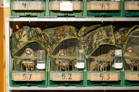 Männliches Rebhuhn, Alectoris rufa, im Käfig, um als Lockvogel verwendet zu werden. VIII Jagdmesse San Silvestre de Guzman im September 2019, Huelva, Spanien.