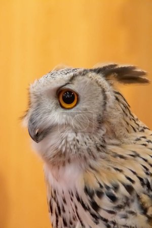 Head of Siberian eagle owl, Bubo bubo, bird of prey used in falconry. VIII San Silvestre de Guzman Hunting Fair in September 2019, Huelva, Spain.