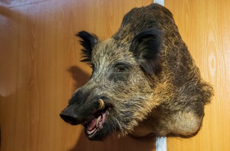 Head of a male wild boar, Sus scrofa, stuffed and hung on a wall. A taxidermist's stand at the VIII San Silvestre de Guzman Hunting Fair in September 2019, Huelva, Spain.