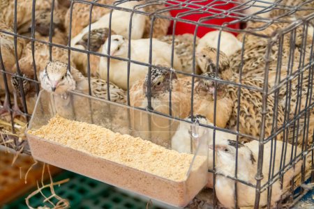 Domestic quail, Coturnix japonica, caged and displayed for sale. VIII San Silvestre de Guzman Hunting Fair in September 2019, Huelva, Spain.